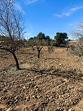 Herrlicher netzunabhängiger Reiterhof in Almansa in Pinoso Villas