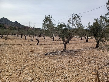 Terrain à vendre avec des oliviers à La Romana.