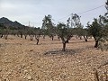 Land for Sale with Olive Trees in La Romana. in Pinoso Villas