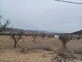 Land for Sale with Olive Trees in La Romana. in Pinoso Villas