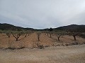 Terreno en Venta  con olivos en La Romana. in Pinoso Villas