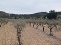 Grundstück zum Verkauf  mit Olivenbäumen in La Romana. in Pinoso Villas