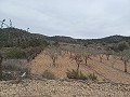 Land te koop met olijfbomen  in La Romana. in Pinoso Villas