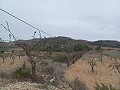 Grundstück zum Verkauf  mit Olivenbäumen in La Romana. in Pinoso Villas