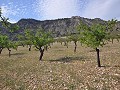 Legales Baugrundstück mit Stadtwasser und Strom in Salinas bei Sax in Pinoso Villas