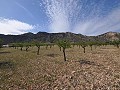 Legales Baugrundstück mit Stadtwasser und Strom in Salinas bei Sax in Pinoso Villas