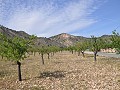 Legales Baugrundstück mit Stadtwasser und Strom in Salinas bei Sax in Pinoso Villas