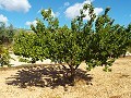 Grande maison de campagne, à distance de marche de la ville in Pinoso Villas