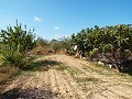 Grande maison de campagne, à distance de marche de la ville in Pinoso Villas