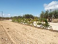 Grande maison de campagne, à distance de marche de la ville in Pinoso Villas