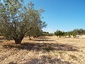 Grande maison de campagne, à distance de marche de la ville in Pinoso Villas