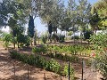 Country House with a pool and outbuildings in Pinoso Villas