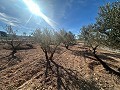 None Building Plot in Rodriguillo, Pinoso in Pinoso Villas