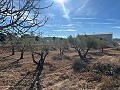 Terrain à Bâtir à Rodriguillo, Pinoso in Pinoso Villas