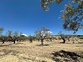 Charmante maison de campagne à rénover à Monóvar in Pinoso Villas