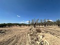 Charmante maison de campagne à rénover à Monóvar in Pinoso Villas