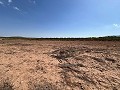 Gran Parcela de Terreno con Olivos in Pinoso Villas