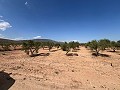 Gran Parcela de Terreno con Olivos in Pinoso Villas