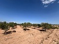 Gran Parcela de Terreno con Olivos in Pinoso Villas