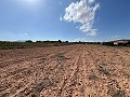 Gran Parcela de Terreno con Olivos in Pinoso Villas