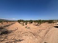 Gran Parcela de Terreno con Olivos in Pinoso Villas