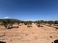 Gran Parcela de Terreno con Olivos in Pinoso Villas