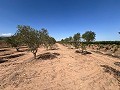 Großes Grundstück mit Olivenbäumen in Pinoso Villas