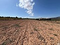 Large Parcel of Land with Olive Trees in Pinoso Villas