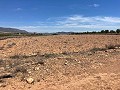 Terrain de 15 000 m2 à Pinoso avec électricité sur place et eau potable à proximité in Pinoso Villas