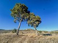 Groot huis op het platteland met percelen in Pinoso in Pinoso Villas