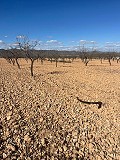 Gran terreno en venta cerca de Pinoso in Pinoso Villas